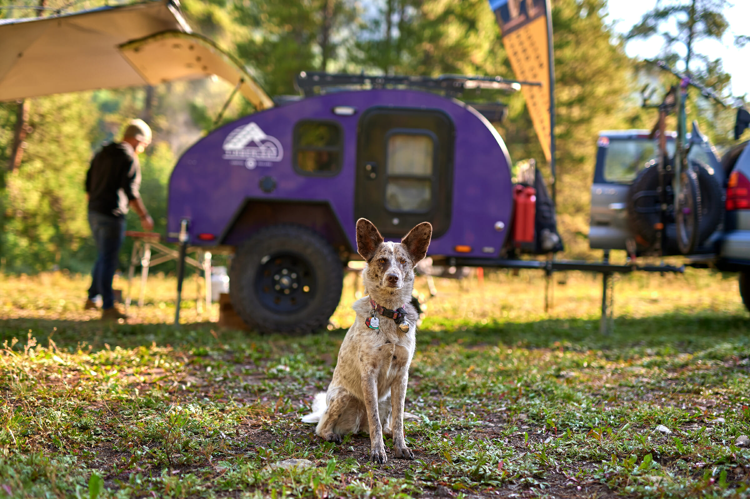 Camping With Dogs in A Teardrop Trailer