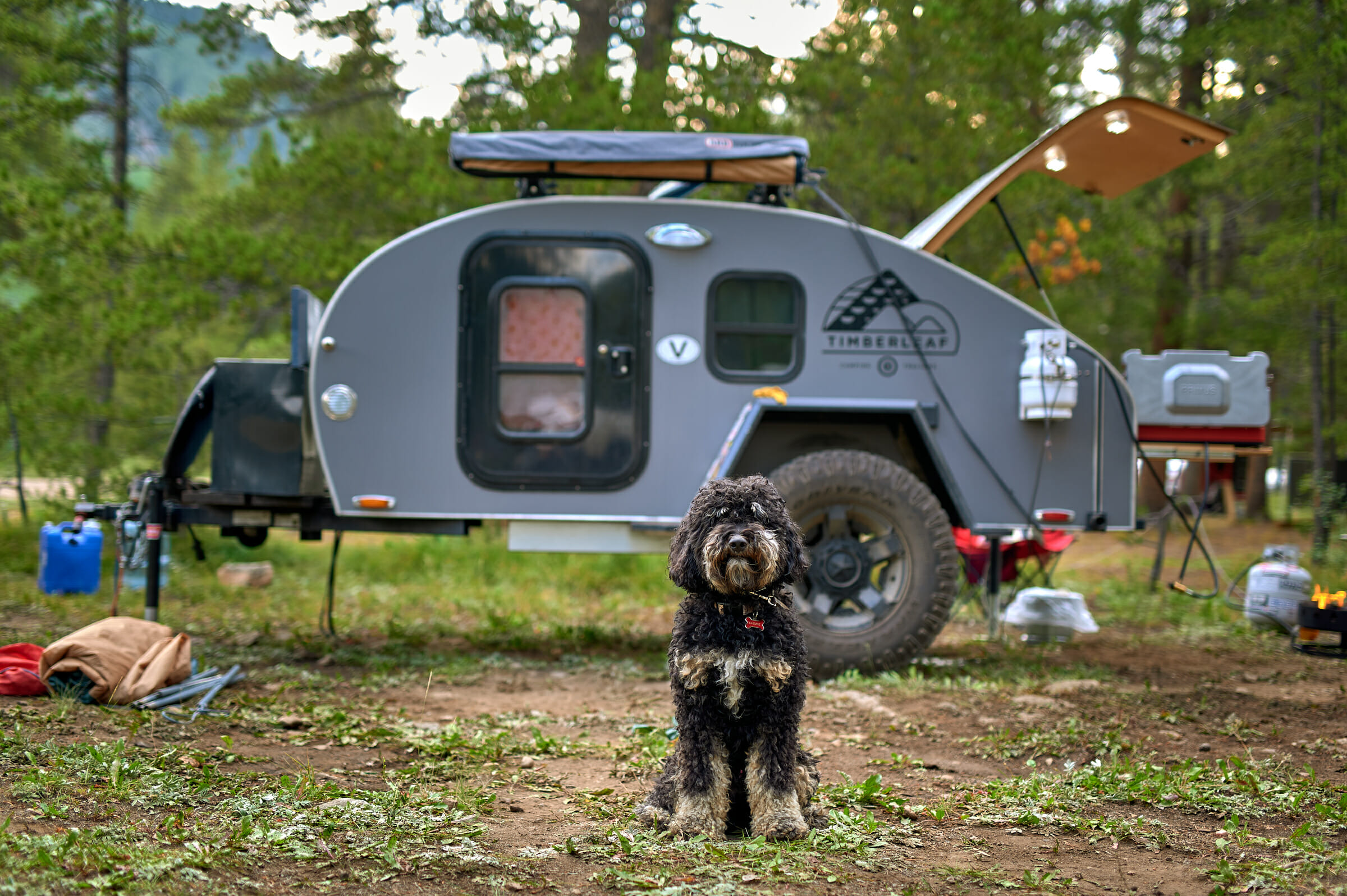 Camping With Dogs in A Teardrop Trailer