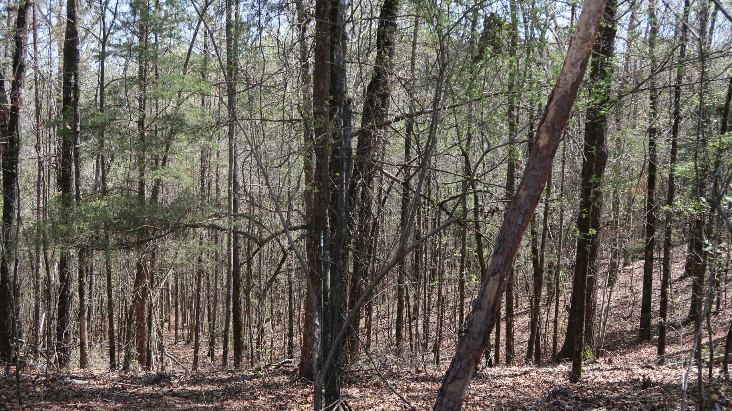 Sunny,Mississippi,Forest,,Hunting,Ground,,Rural,Beauty Mississippi forest off the trans American trail